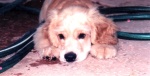 My pet dog, Buddy as a puppy