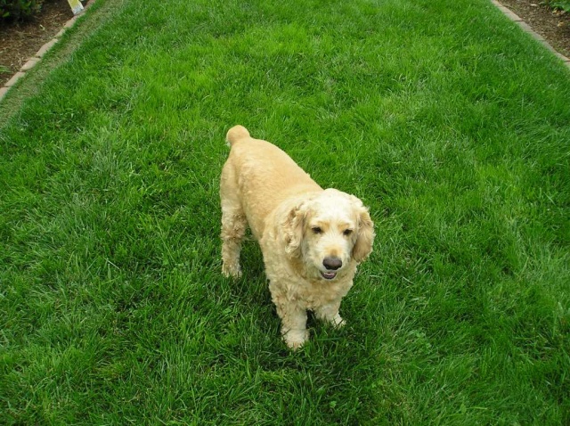 All of this grass was grown using Buddy's piss. Just kidding.