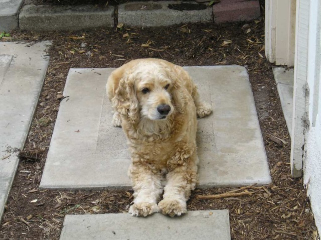 Buddy, on alert.